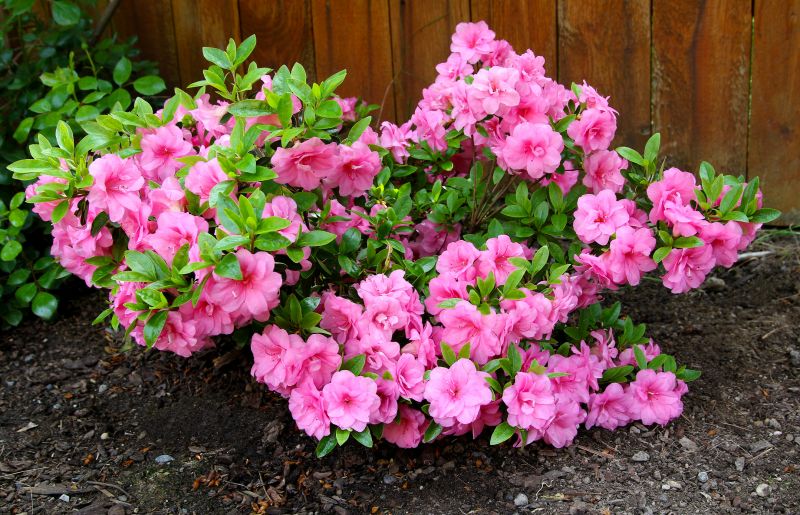 Azaleas Removal