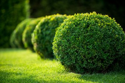 Seasonal shrub maintenance