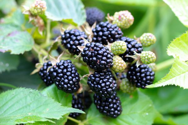 Blackberry Bush Removal in Hayward