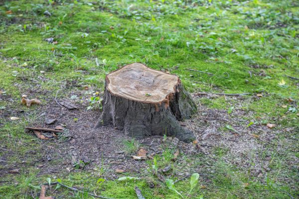 Bush Stump Removal in Hayward