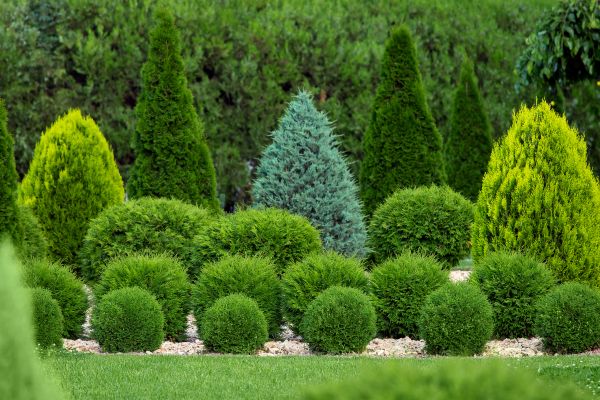Bush Trimming Service in Hayward