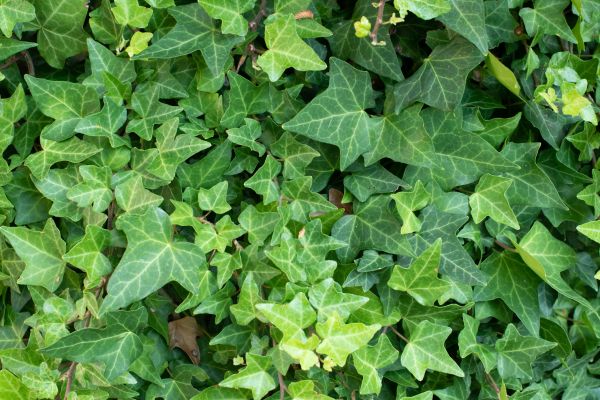 English Ivy Removal in Hayward