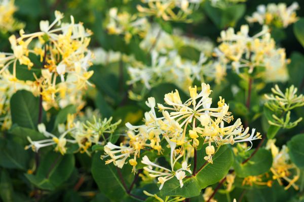 Honeysuckle Removal in Hayward
