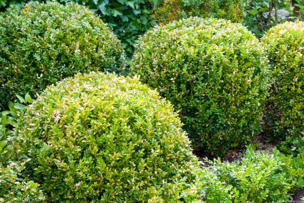 Landscape Trimming Service in Hayward