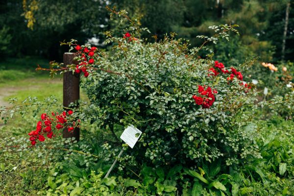Rose Bush Removal in Hayward
