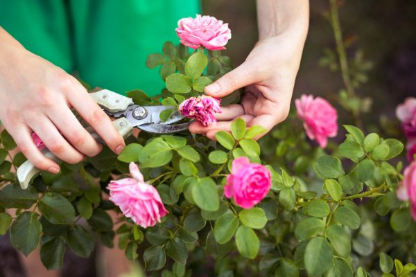 Rose Trimming in Hayward