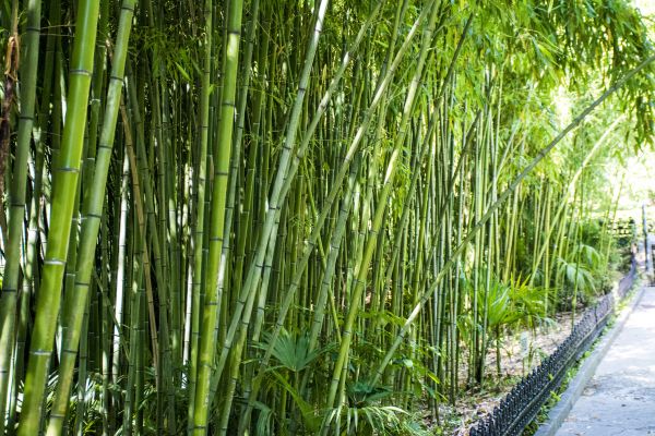 Bamboo Root Removal in Hayward