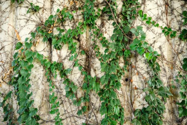 Vine Removal Service in Hayward