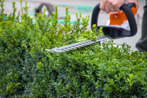 Hedge Shearing in Hayward