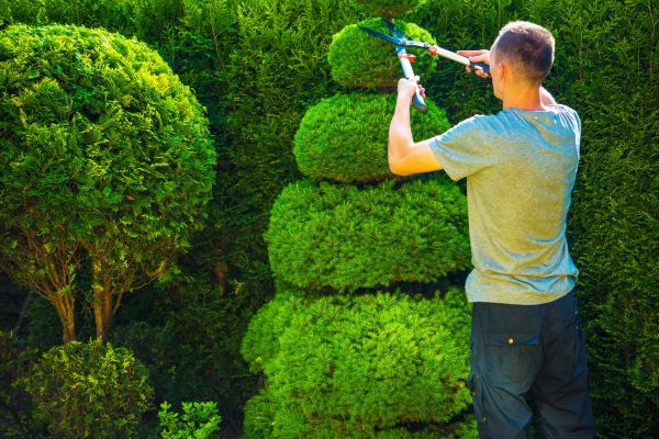 Topiary Shaping in Hayward