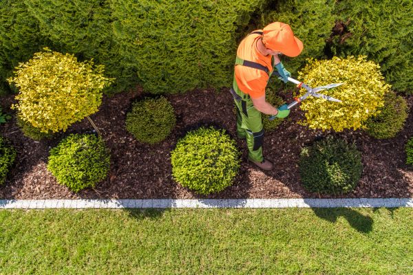 Topiary Trimming in Hayward