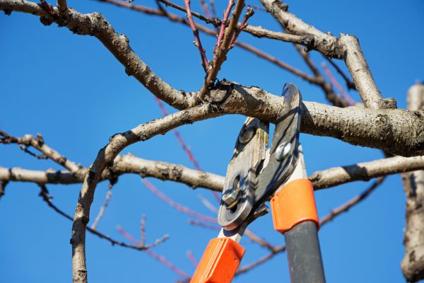 Selective Pruning in Hayward