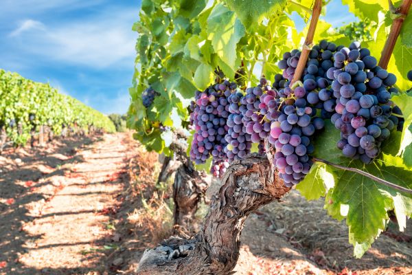 Cost of Grapevine Pruning in Hayward