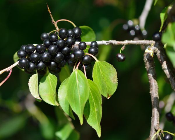 Buckthorn Removal in Hayward