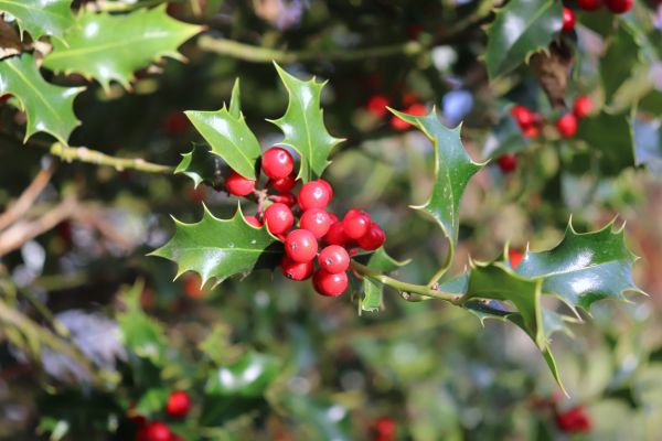Holly Tree Trimming in Hayward