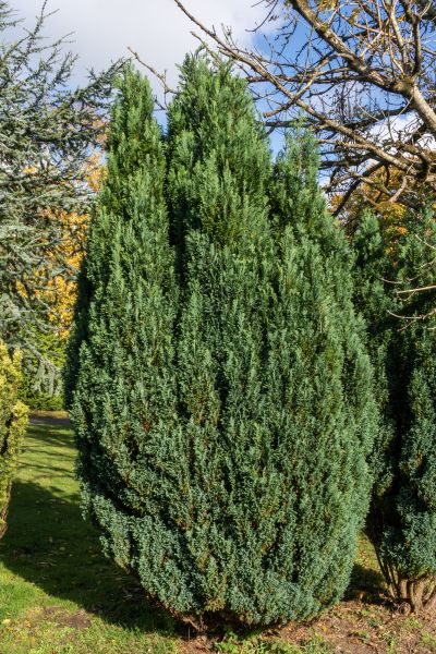 Juniper Trimming in Hayward