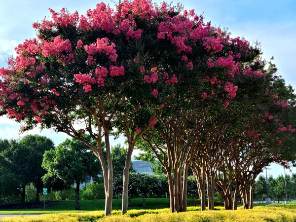 Cost of Crepe Myrtle Pruning in Hayward
