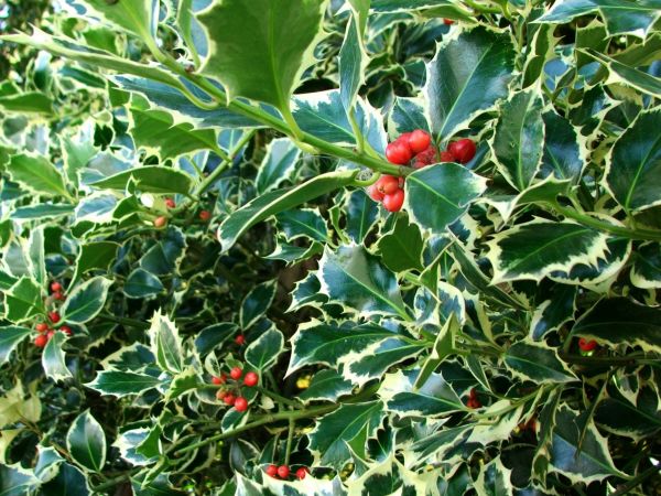 Holly Bushes Trimming in Hayward