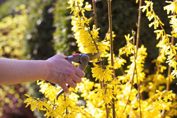 Forsythia Pruning in Hayward
