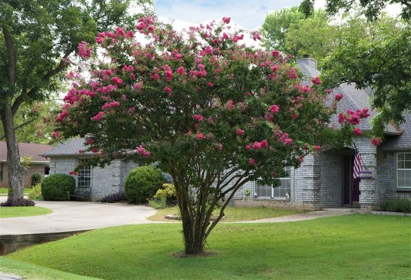 Crepe Myrtle Trimming in Hayward
