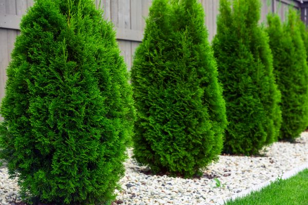 Arborvitae Removal in Hayward