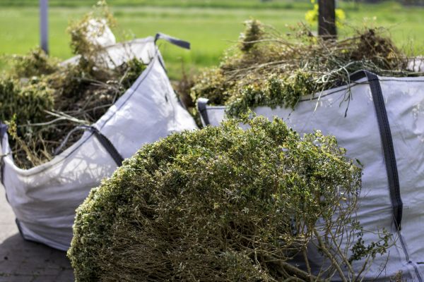 Cost of Shrubs Removal in Hayward