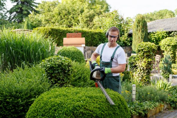Shrubs Trimming in Hayward