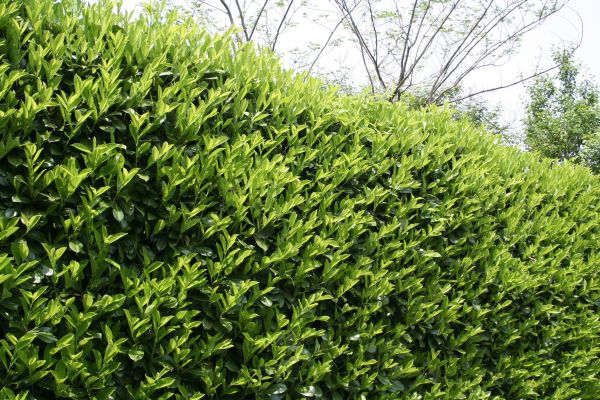 Laurel Shrub Removal in Hayward