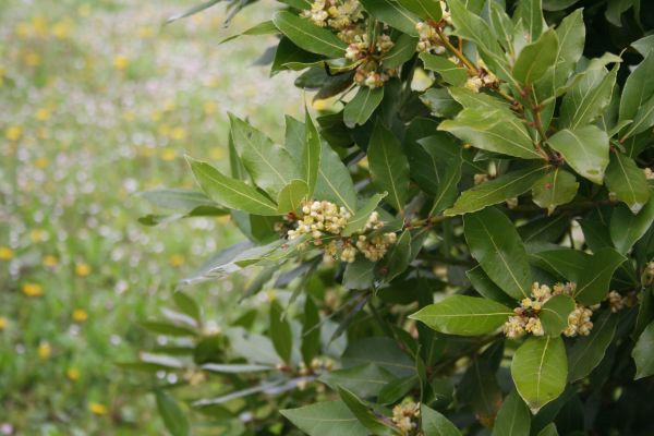 Laurel Trimming in Hayward