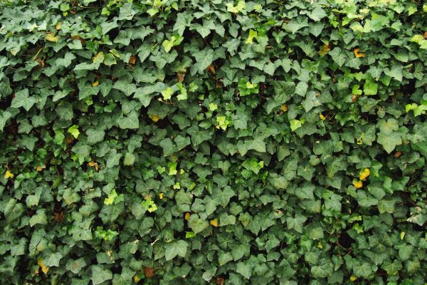Ivy Pruning service in Hayward