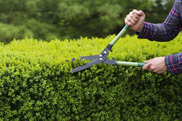 Evergreen Shrub Pruning in Hayward
