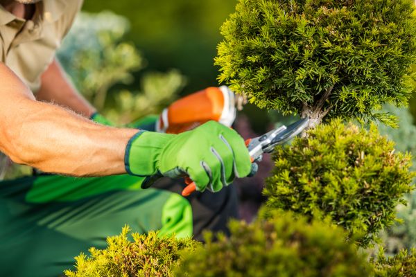 Landscape Pruning Service in Hayward