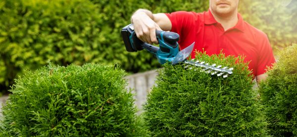Hedge Shaping Service in Hayward