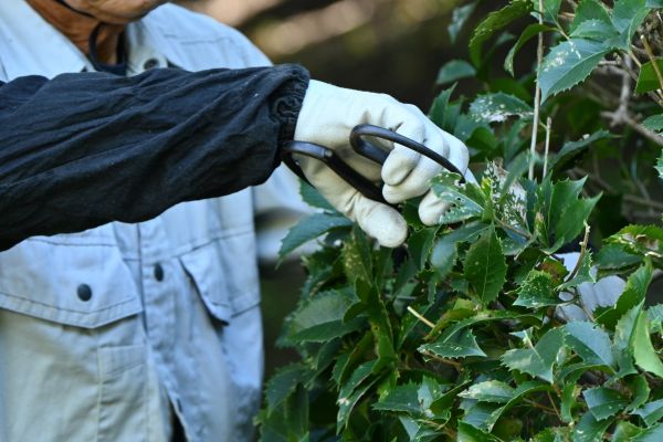 Holly Pruning in Hayward