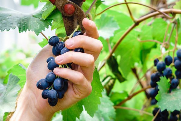 Vineyard Pruning in Hayward