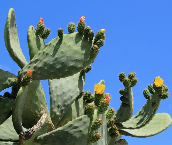 Cactus Removal in Hayward