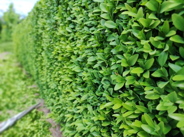 Cost of Boxwood Pruning in Hayward