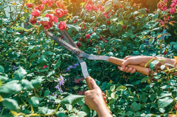 Knockout Roses Pruning in Hayward