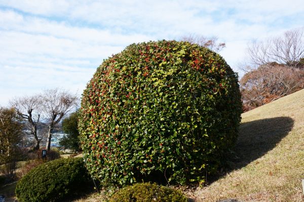 Holly Shrub Pruning in Hayward