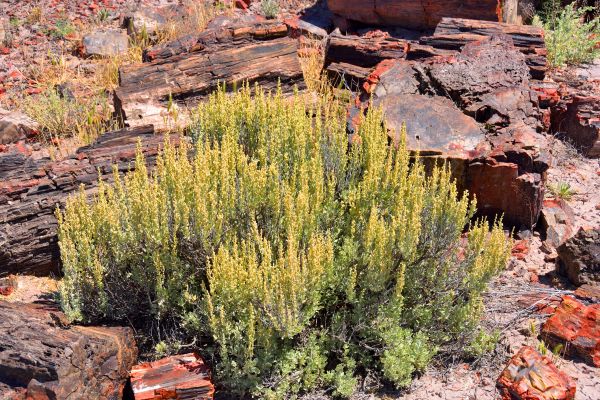 Sagebrush Removal in Hayward