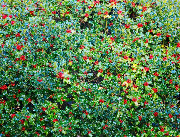 Holly Bush Removal in Hayward