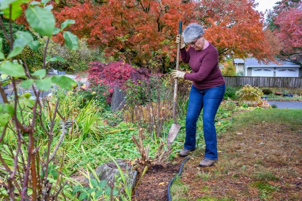 Dead Bush Removal in Hayward