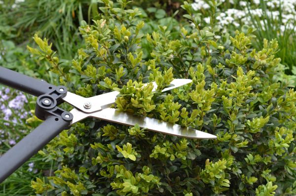 Cost of Boxwood Trimming in Hayward