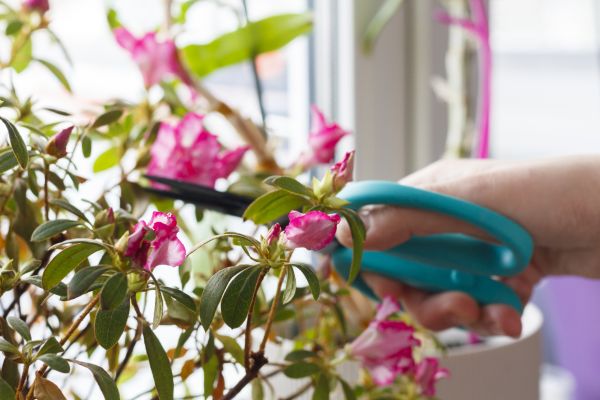 Azalea Pruning in Hayward