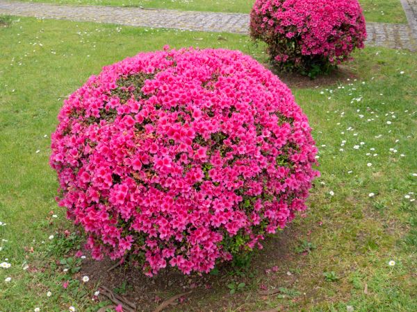 Rhododendron Pruning in Hayward