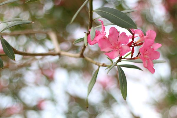 Oleander Removal in Hayward