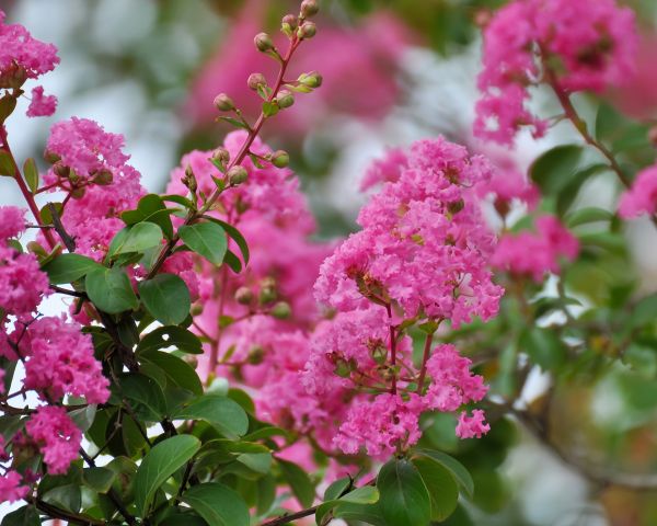 Crepe Myrtle Removal in Hayward