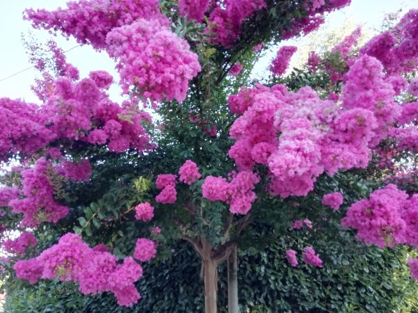 Crape Myrtle Pruning in Hayward