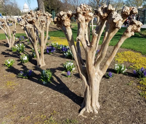 Myrtle Tree Removal in Hayward