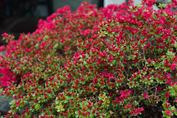 Weigela Removal Service in Hayward